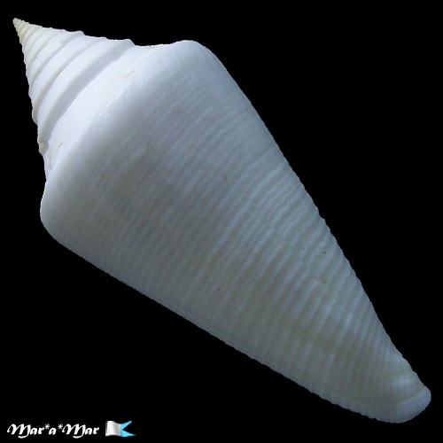 Conus coltrorum Petuch & Myers, 2014 - Imagem 2