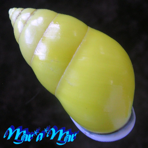 Alternative view of Amphidromus perversus butoti Von Martens, 1867