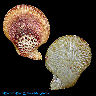 Caribachlamys sentis (Reeve, 1853)