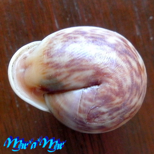 Anostoma tessa Simone, 2012