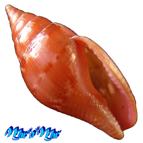 Columbella costa Simone, 2007