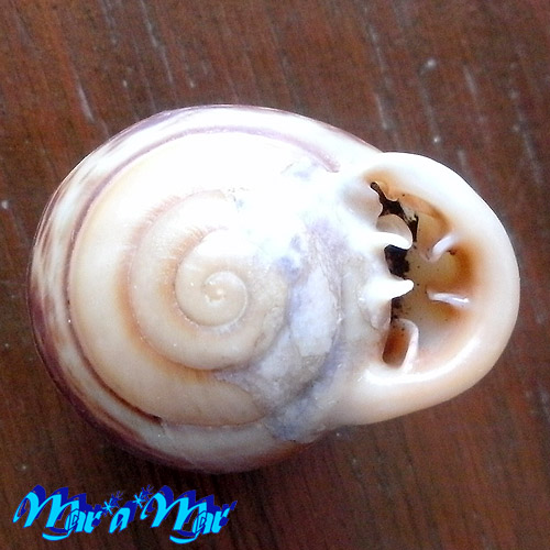 Alternative view of Anostoma tessa Simone, 2012