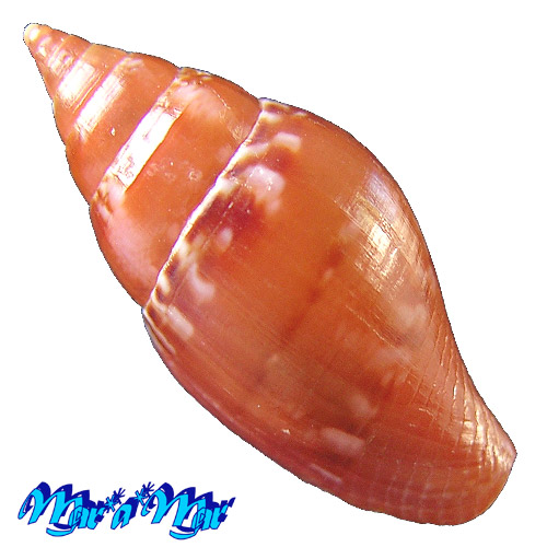 Alternative view of Columbella costa Simone, 2007