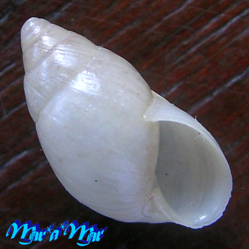 Bulimulus trindadensis Bruere & Coelho, 1976