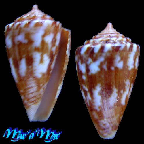 Conus (Poremskiconus) brasiliensis Clench, 1942
