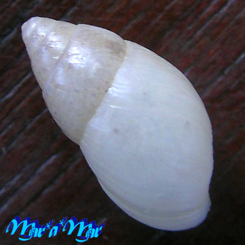 Alternative view of Bulimulus trindadensis Bruere & Coelho, 1976