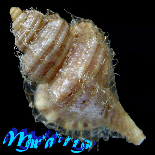 Alternative view of Cabestana felipponei (Ihering, 1907)