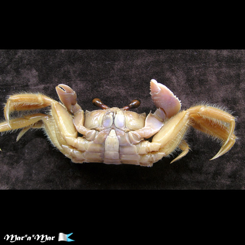 Ocypode quadrata Fabricius, 1787 - Imagem 2