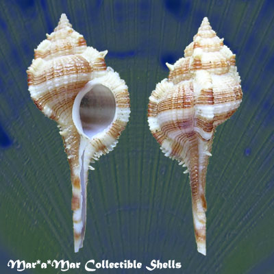 Haustellum malabaricus (Smith, E.A., 1894)