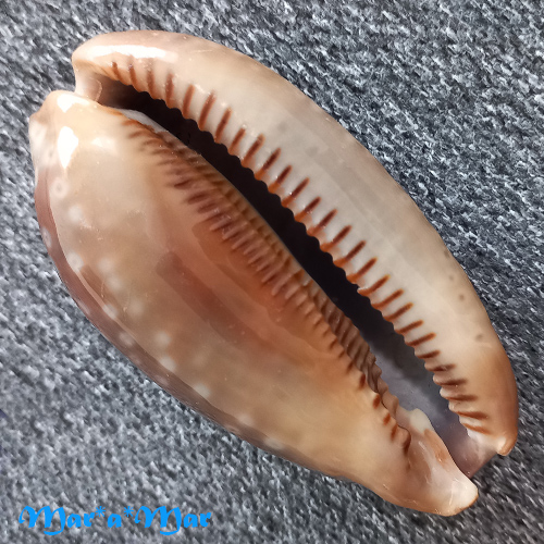 Alternative view of Macrocypraea zebra Linnaeus, 1758