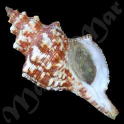 Pleuroploca aurantiaca (Lamarck, 1816)