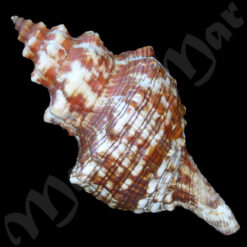 Pleuroploca aurantiaca (Lamarck, 1816) - Imagem 2
