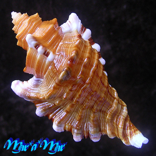 Cymatium femorale (Linnaeus, 1758) - Imagem 2