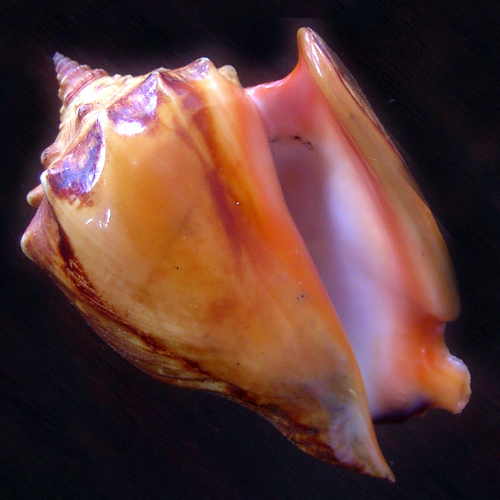 Strombus pugilis worki Linnaeus, 1758