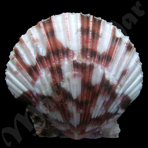 Argopecten gibbus Linaeus, 1758