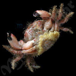 Pilumnus cf. floridanus (Stimpson, 1871) - Imagem 2