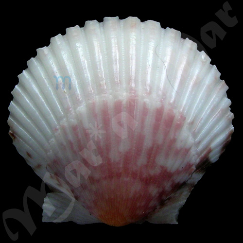 Argopecten gibbus Linaeus, 1758 - Imagem 2