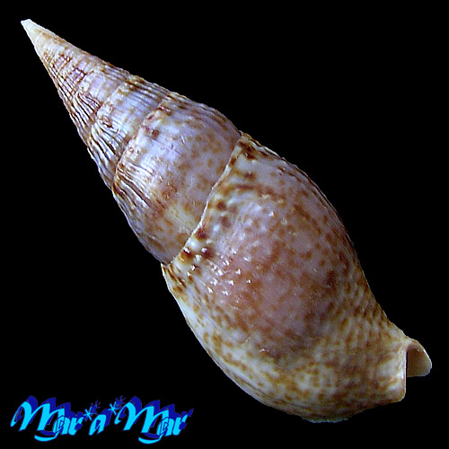 Colubraria procera (Sowerby, 1832) - Imagem 2