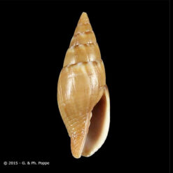 Mitra punctostriata A. Adams, 1855