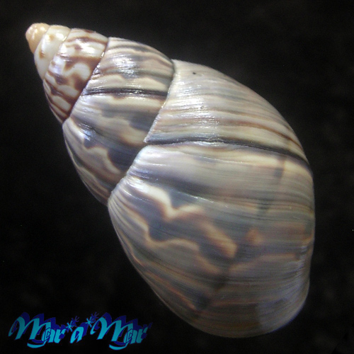 Orthalicus undulatus (Guilding, 1828) - Image 2