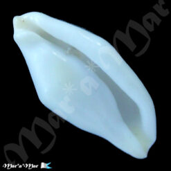 Cyphoma guerrinii Fehse, 2001