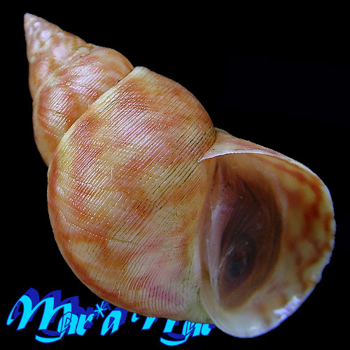 Littorina angulifera (Lamarck, 1822)