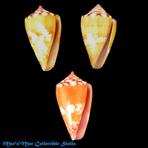 Conus mauricioi Coltro, 2004