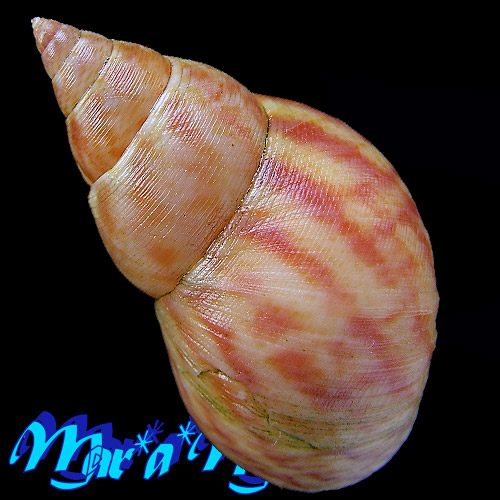 Alternative view of Littorina angulifera (Lamarck, 1822)