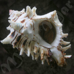 Hexaplex princeps (Broderip, 1833)