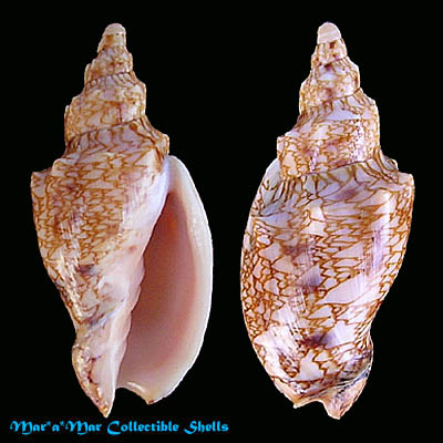 Odontocymbiola americana (Reeve, 1846)