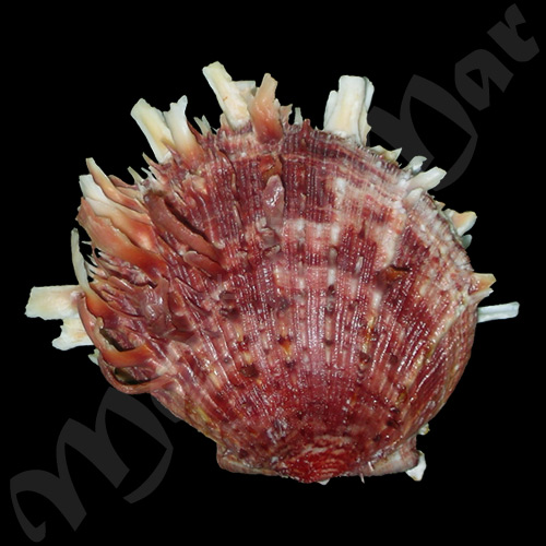 Spondylus ictericus Reeve, 1856
