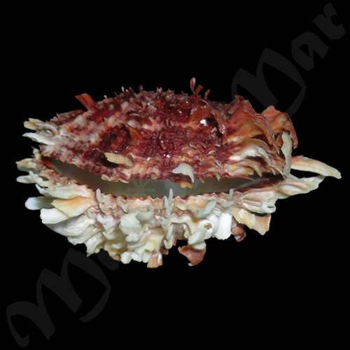 Spondylus ictericus Reeve, 1856 - Imagem 2