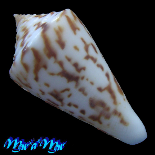 Conus tostesi Petuch, 1986 - Imagem 2
