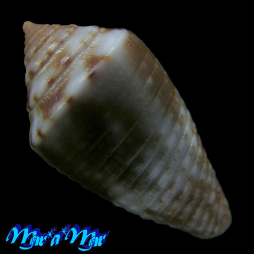 Conus (Jaspidiconus) icapui Petuch & Berschauer, 2018 - Image 2