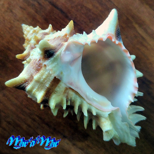 Phyllonotus brassica (Lamark, 1822)