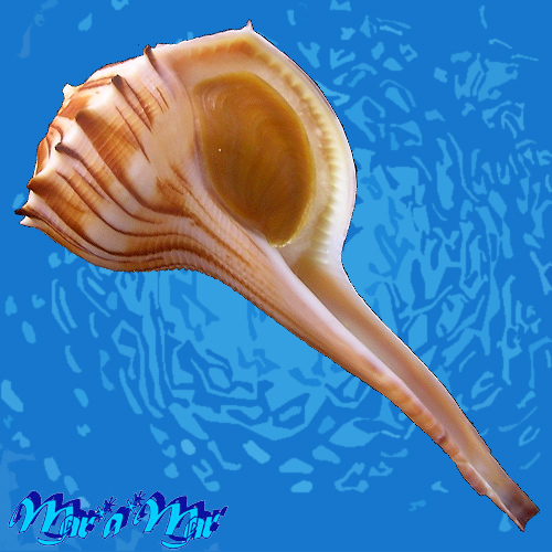 Busycoarctatum coarctatum (G.B. Sowerby I, 1825)