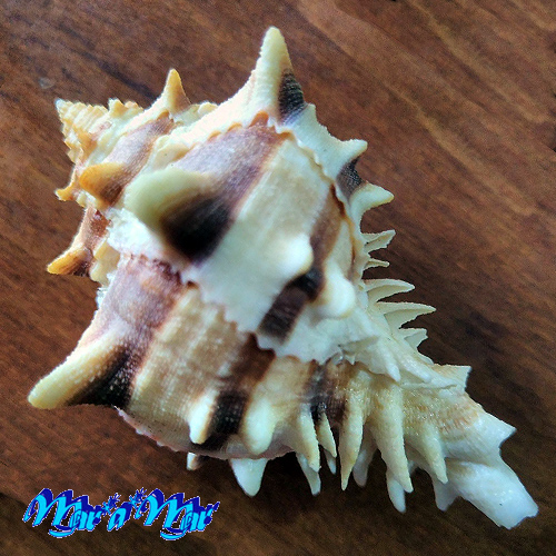 Alternative view of Phyllonotus brassica (Lamark, 1822)