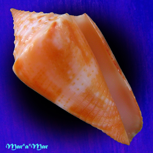 Conus ericmonnieri Petuch & Myers, 2014