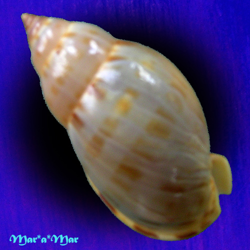 Casmaria atlantica Clench, 1944 - Imagem 2