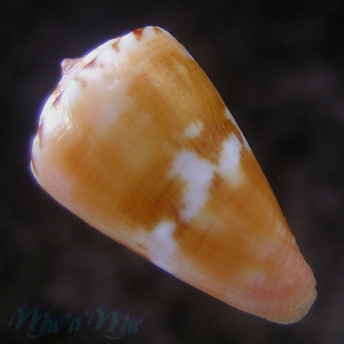 Conus (Poremskiconus) brasiliensis Clench, 1942 - Image 2