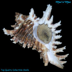 Chicoreus brevifrons (Lamarck, 1822)