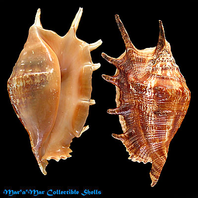Lambis lambis (L., 1758)