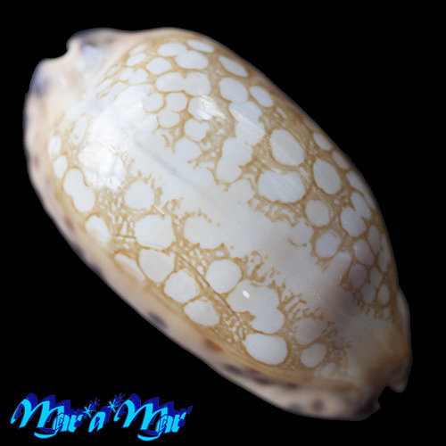 Cypraea (Mauritia) scurra vono Steadman & Cotton, 1943