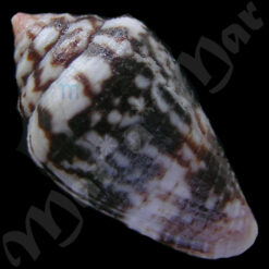 Alternative view of Conus hieroglyphus Duclus, 1833