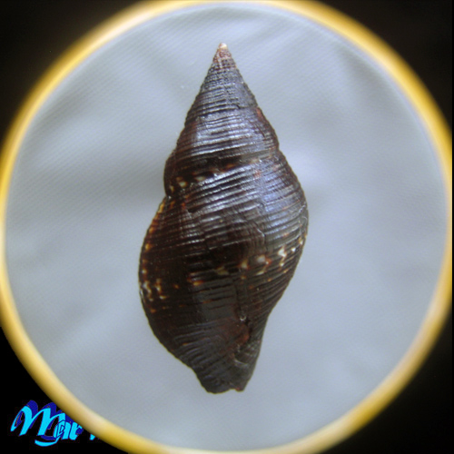 Pisania pusio (Linnaeus, 1758) - Imagem 2