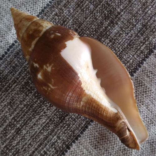 Turbinella laevigata Anton, 1839