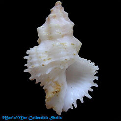 Babelomurex mansfieldi (McGinty, 1940)