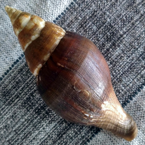 Alternative view of Turbinella laevigata Anton, 1839