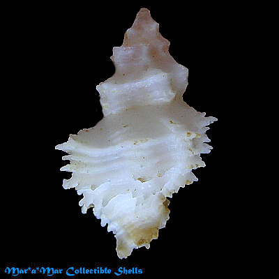 Babelomurex mansfieldi (McGinty, 1940) - Image 2
