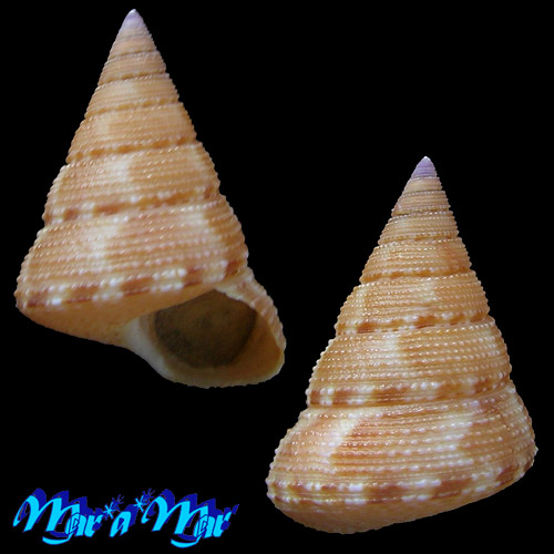 Calliostoma moscatelli Quinn, 1992.